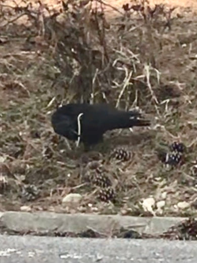 Nest-building