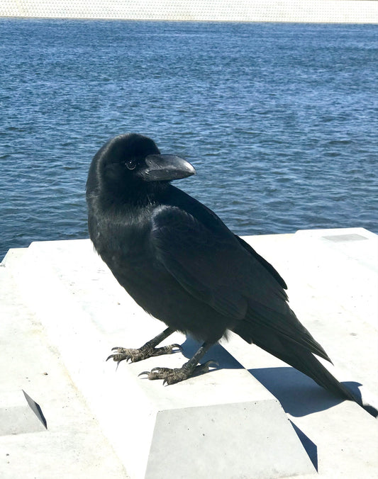 Crows: The Brainy Birds with Impressive Cognitive Abilities
