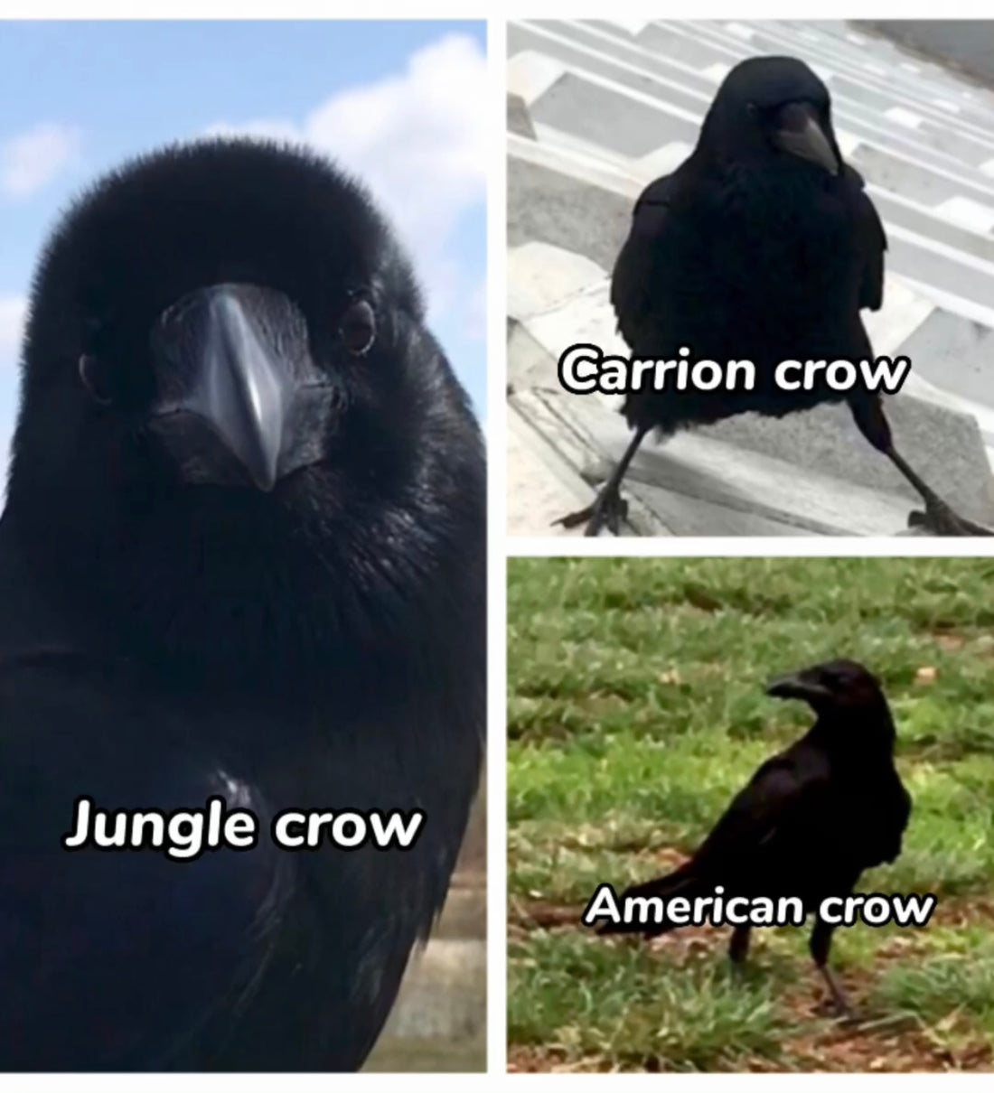 Differences between Jungle Crow, Carrion Crow, and American Crow
